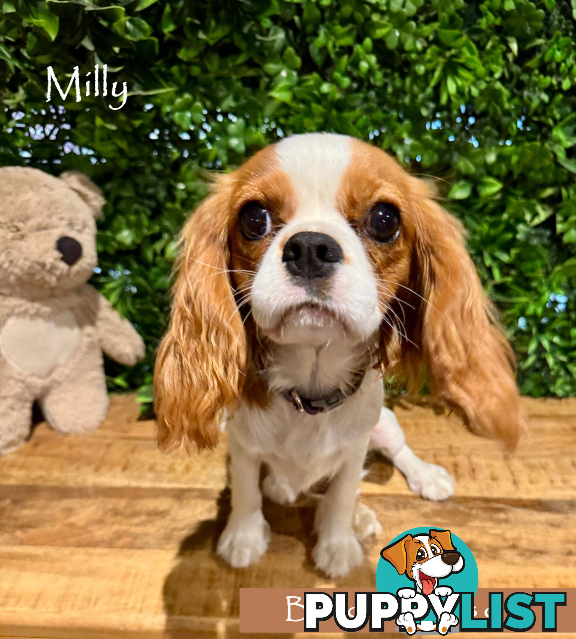 Purebred Female Cavalier King Charles Spaniel Puppies - Breeders Term Only