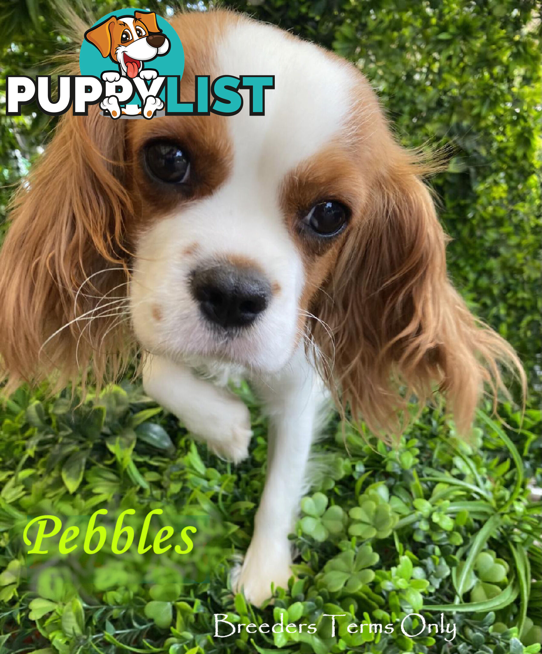 Purebred Female Cavalier King Charles Spaniel Puppies - Breeders Term Only