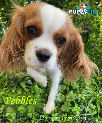 Purebred Female Cavalier King Charles Spaniel Puppies - Breeders Term Only