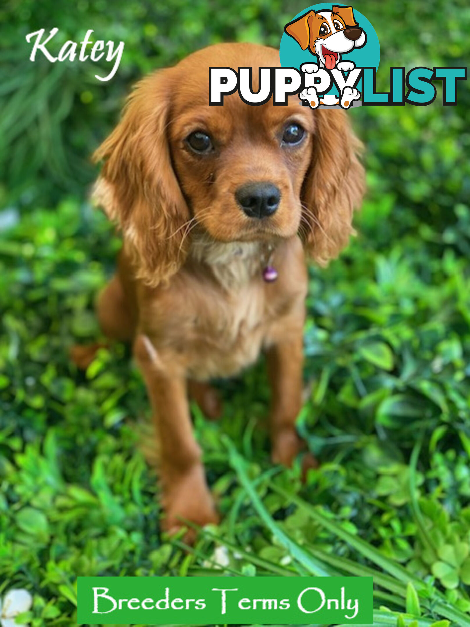 Purebred Female Cavalier King Charles Spaniel Puppies - Breeders Term Only