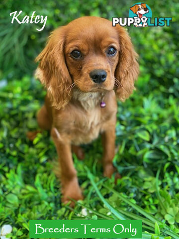 Purebred Female Cavalier King Charles Spaniel Puppies - Breeders Term Only