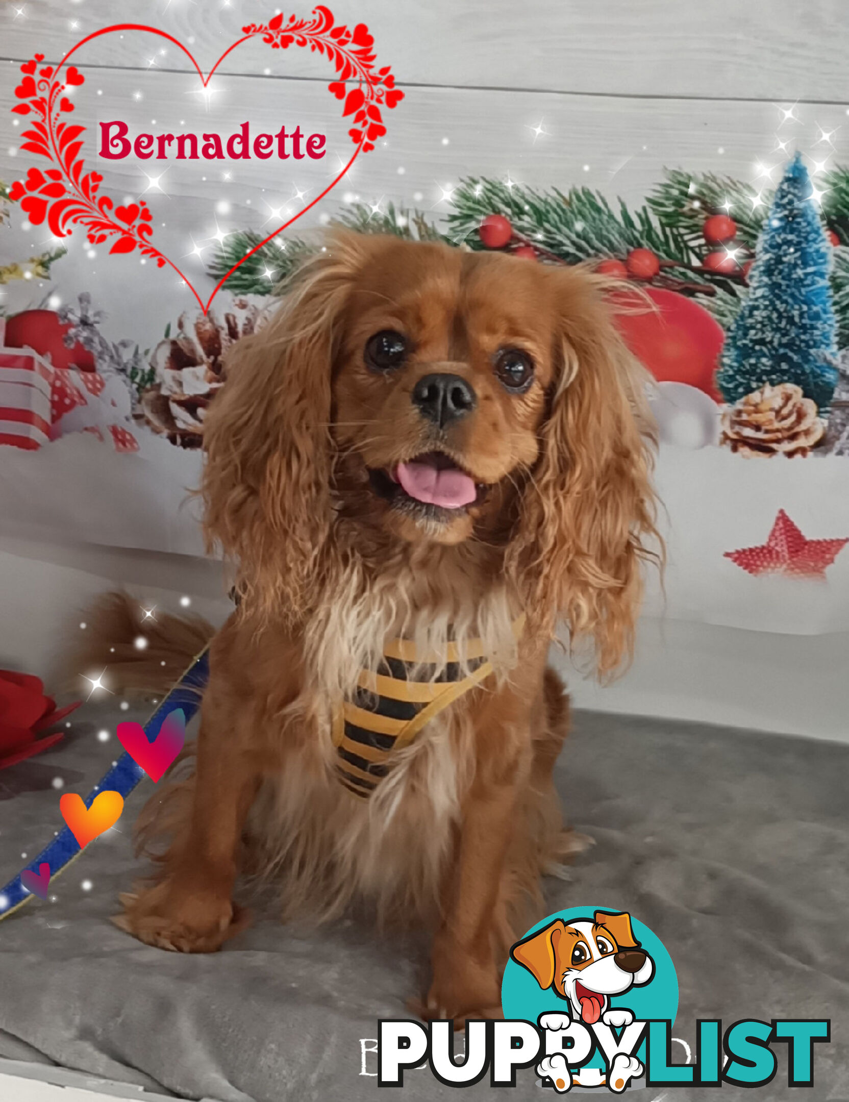 Purebred Female Cavalier King Charles Spaniel Puppies - Breeders Term Only