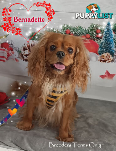 Purebred Female Cavalier King Charles Spaniel Puppies - Breeders Term Only
