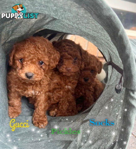 Purebred Male Toy Poodles Clear DNA. Rowville Vic 3178