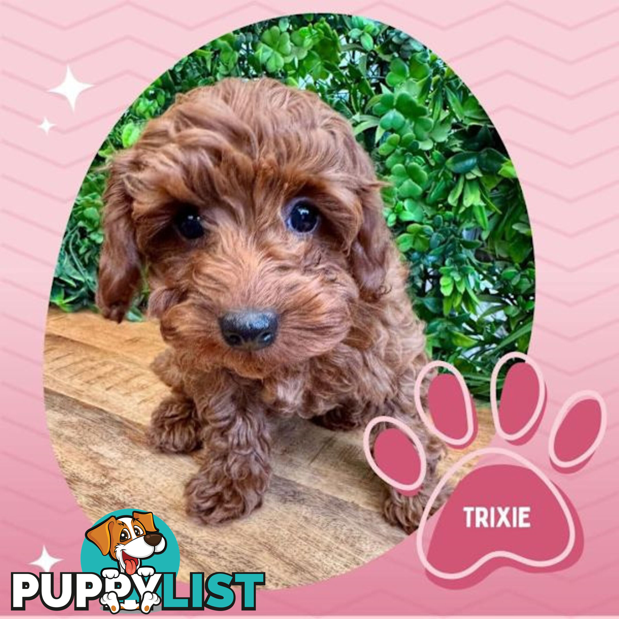 Last F1B Female Toy Cavoodle Pup Left!-- Croydon VIC 3136