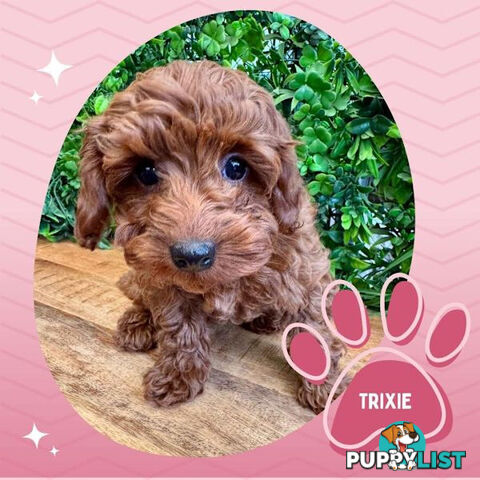 Last F1B Female Toy Cavoodle Pup Left!-- Croydon VIC 3136