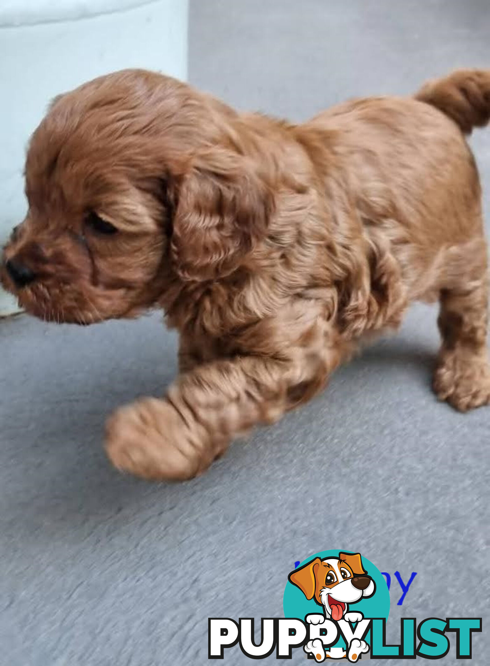 Only Boy  F1B Toy Cavoodle, Pup DNA Tested Breeders Health Guarantee- Mooroolbark VIC 3138