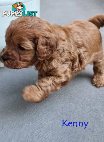 Only Boy  F1B Toy Cavoodle, Pup DNA Tested Breeders Health Guarantee- Mooroolbark VIC 3138