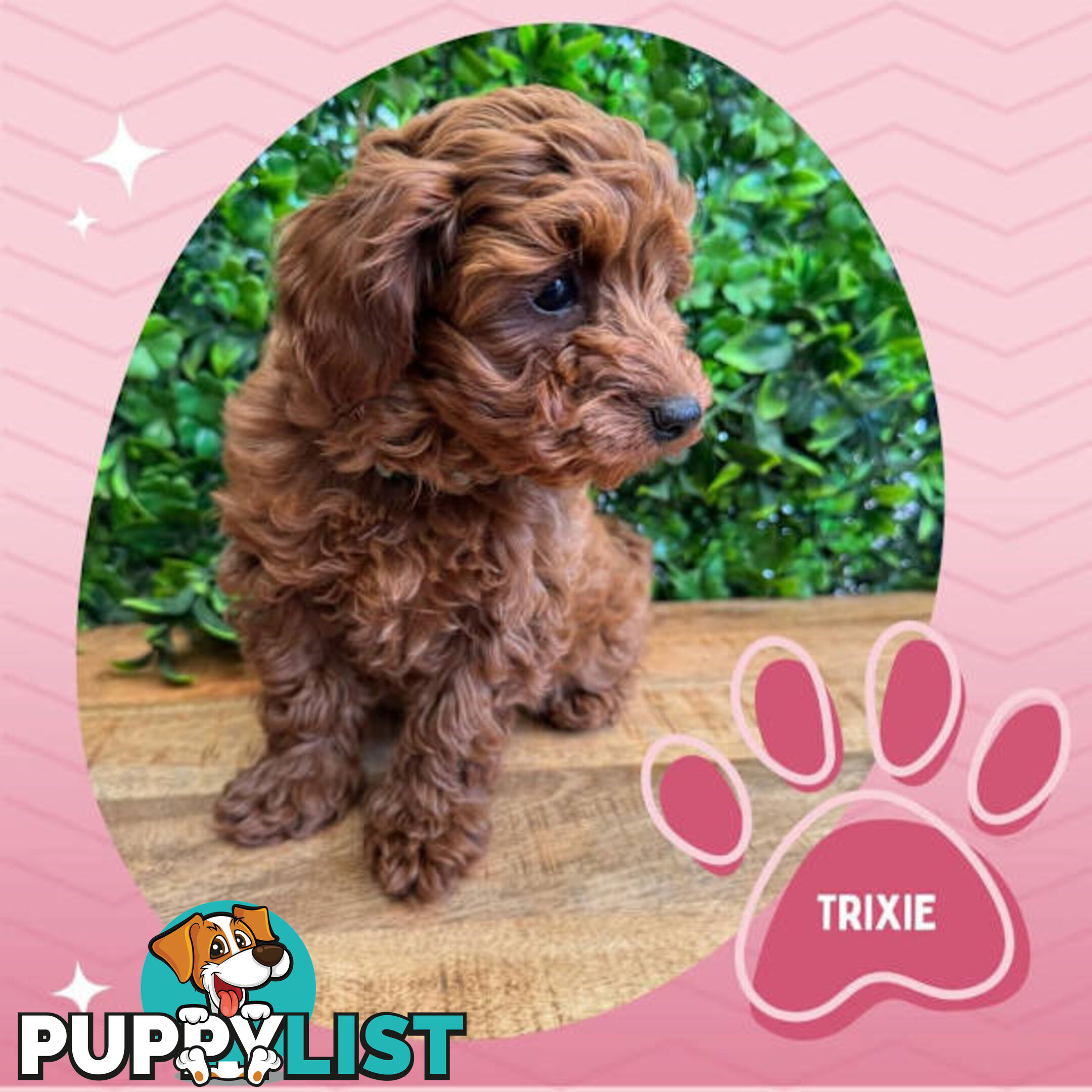 Last F1B Female Toy Cavoodle Pup Left!-- Croydon VIC 3136