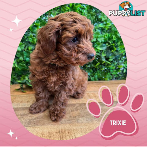 Last F1B Female Toy Cavoodle Pup Left!-- Croydon VIC 3136