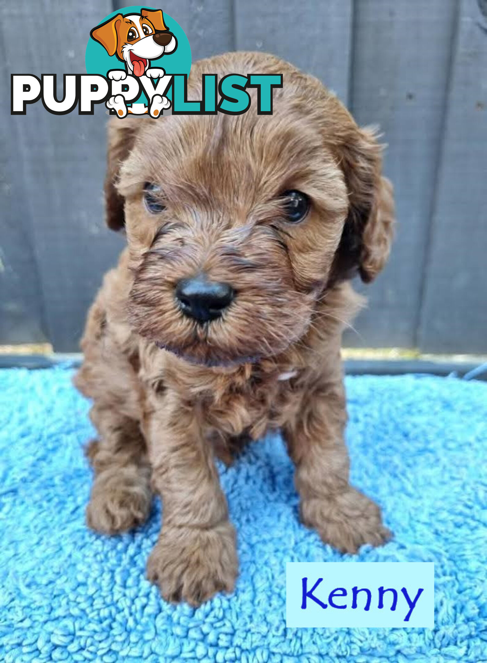 Only Boy  F1B Toy Cavoodle, Pup DNA Tested Breeders Health Guarantee- Mooroolbark VIC 3138