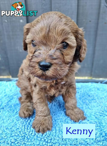 Only Boy  F1B Toy Cavoodle, Pup DNA Tested Breeders Health Guarantee- Mooroolbark VIC 3138