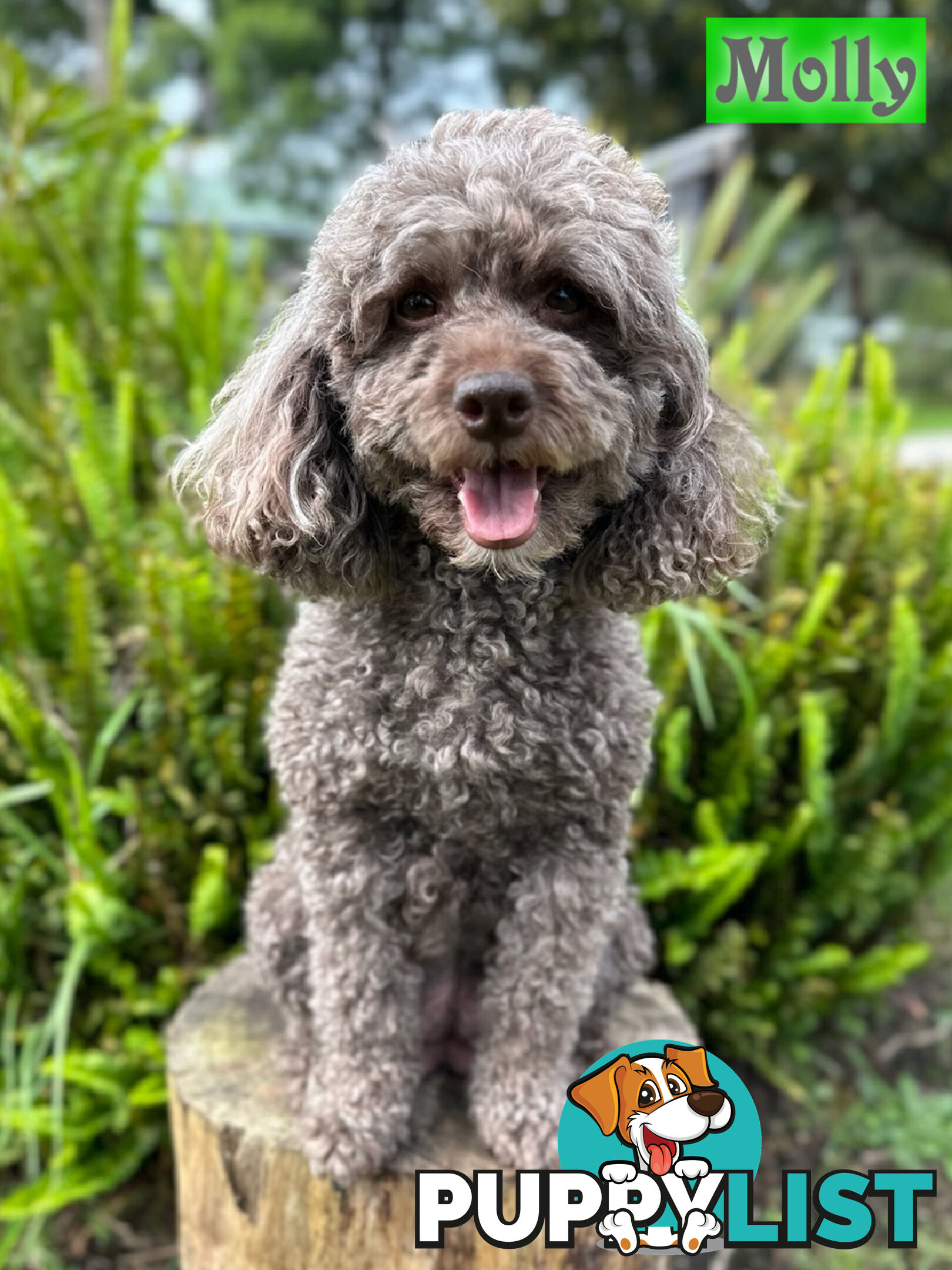 F1B Female Toy Cavoodle Pup DNA Clear - Available NOW!!! - Brighton East VIC 3187