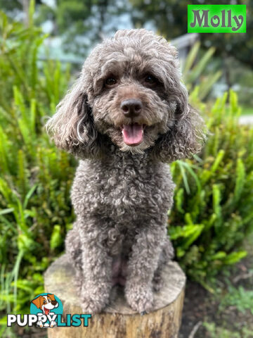 F1B Female Toy Cavoodle Pup DNA Clear - Available NOW!!! - Brighton East VIC 3187