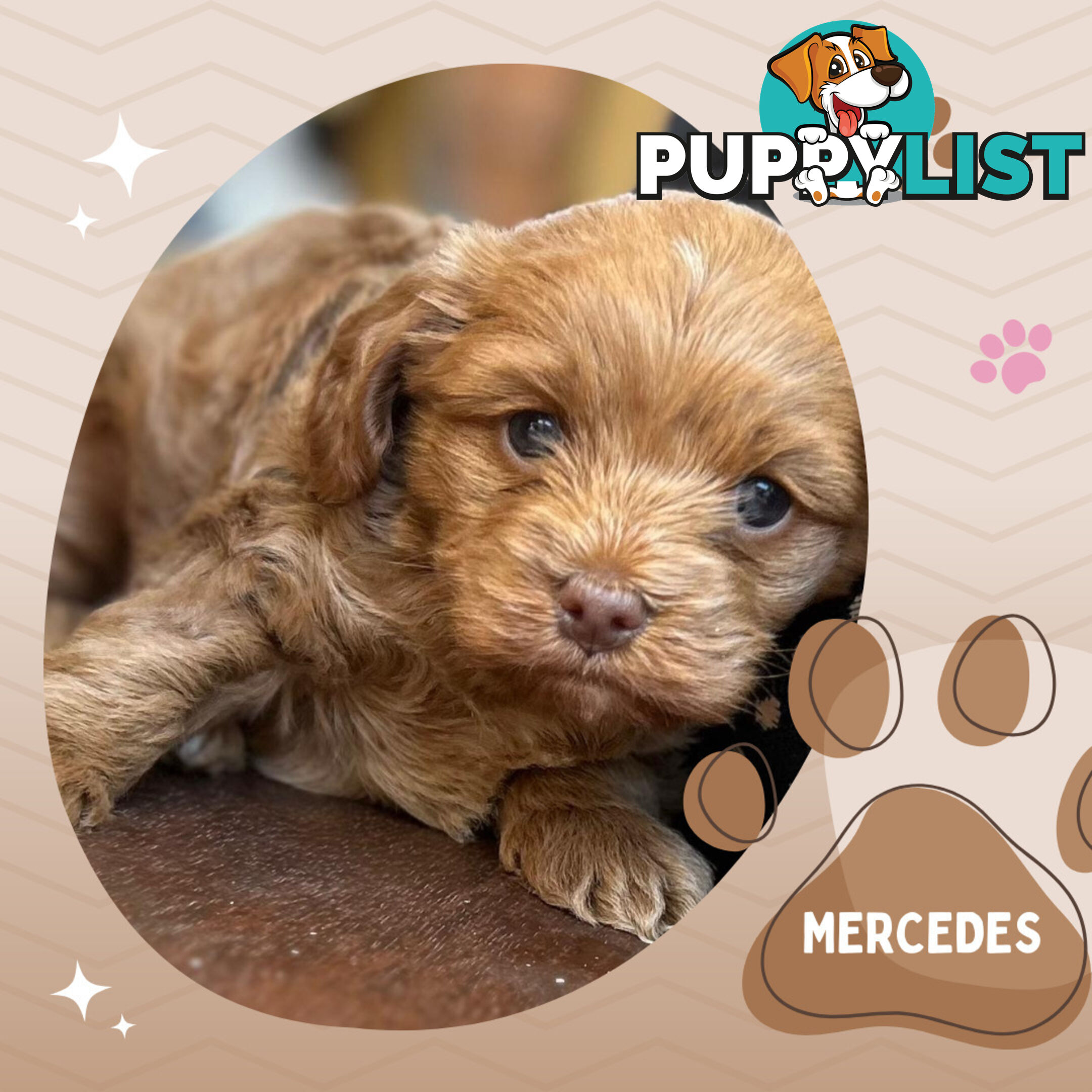F1B Female Toy Cavoodle Pup DNA Clear - Available NOW!!! - Brighton East VIC 3187