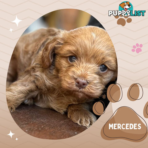 F1B Female Toy Cavoodle Pup DNA Clear - Available NOW!!! - Brighton East VIC 3187
