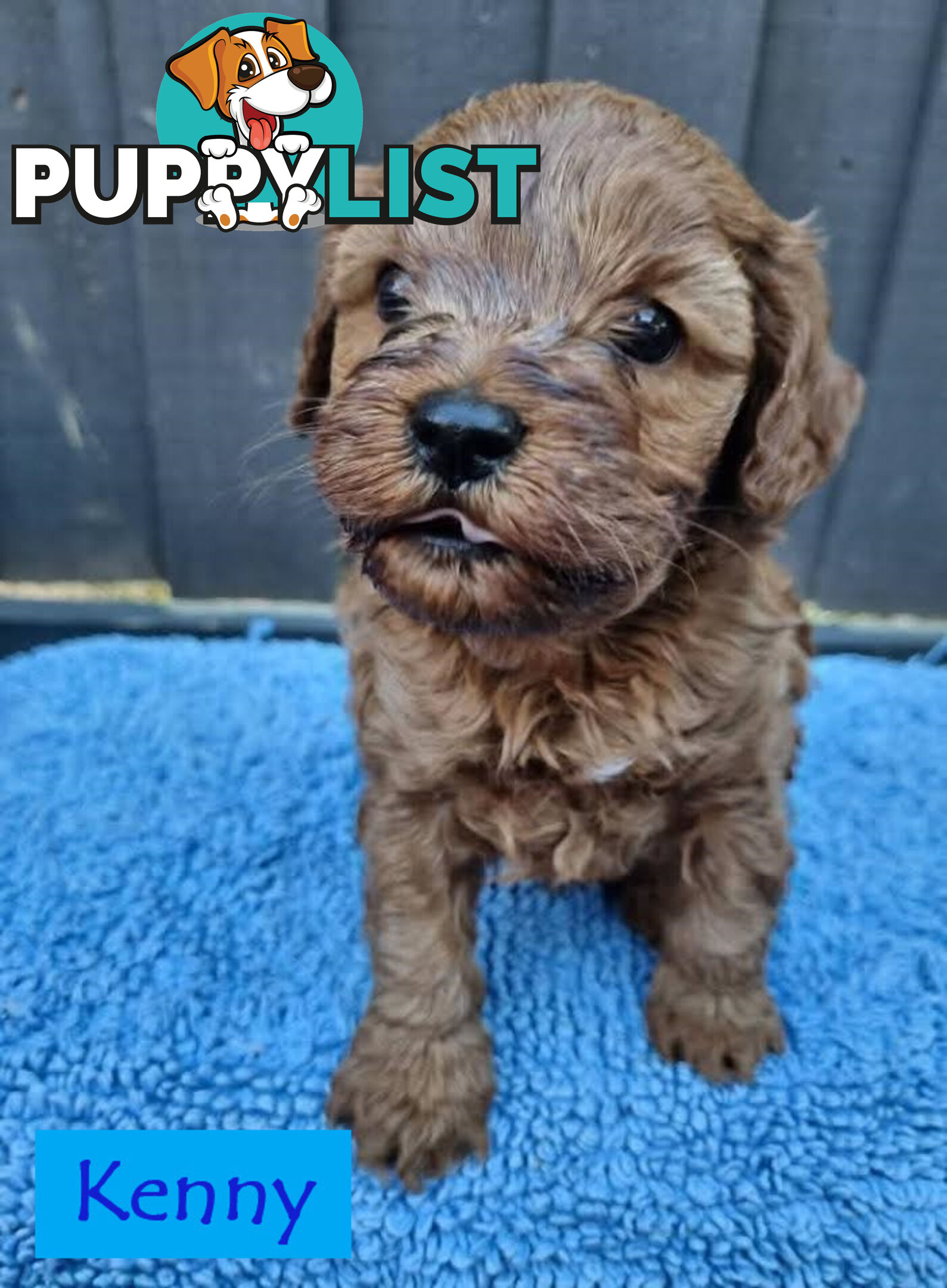 Only Boy  F1B Toy Cavoodle, Pup DNA Tested Breeders Health Guarantee- Mooroolbark VIC 3138