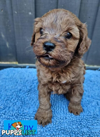 Only Boy  F1B Toy Cavoodle, Pup DNA Tested Breeders Health Guarantee- Mooroolbark VIC 3138