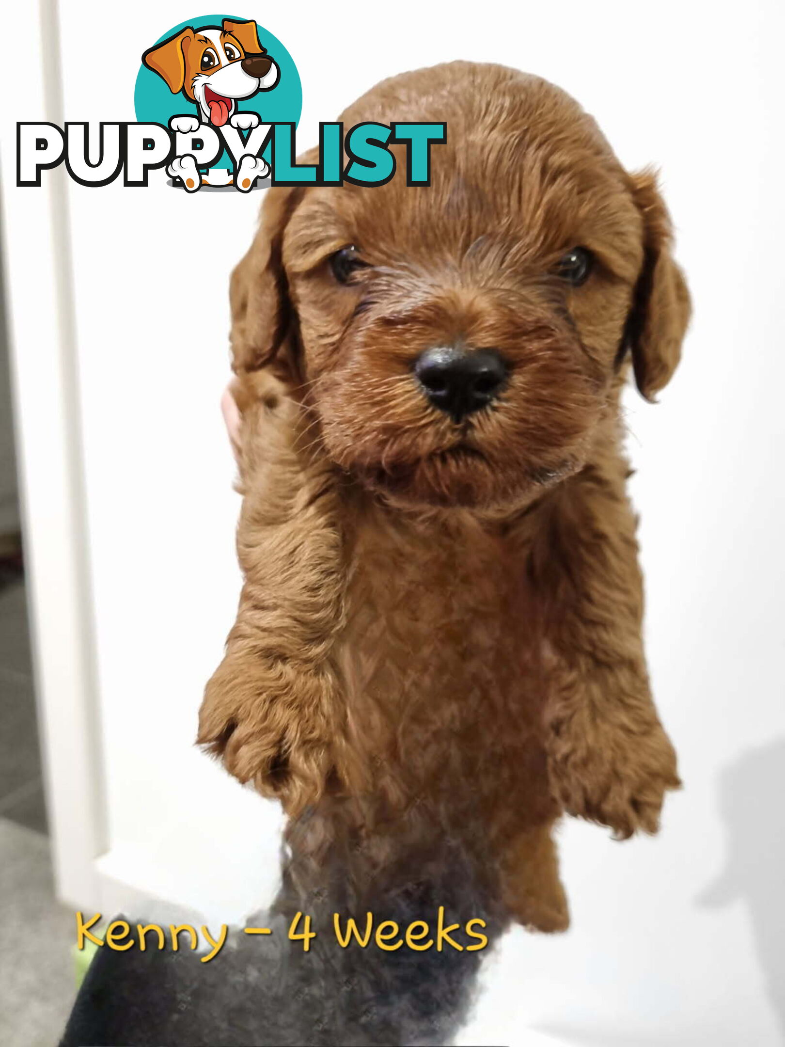 Only Boy  F1B Toy Cavoodle, Pup DNA Tested Breeders Health Guarantee- Mooroolbark VIC 3138