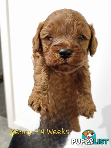 Only Boy  F1B Toy Cavoodle, Pup DNA Tested Breeders Health Guarantee- Mooroolbark VIC 3138