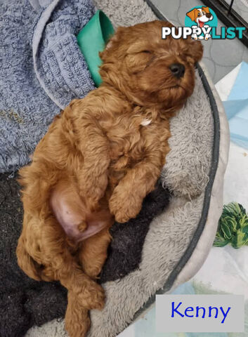 Only Boy  F1B Toy Cavoodle, Pup DNA Tested Breeders Health Guarantee- Mooroolbark VIC 3138