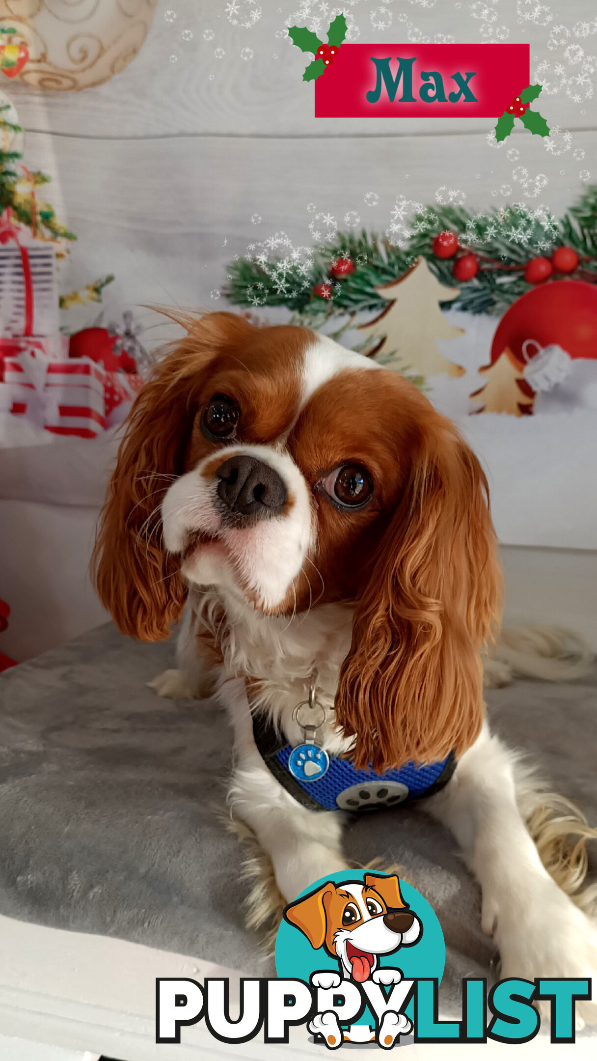 F1B Female Toy Cavoodle Pup DNA Clear - Available NOW!!! - Brighton East VIC 3187