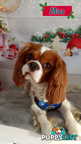 F1B Female Toy Cavoodle Pup DNA Clear - Available NOW!!! - Brighton East VIC 3187