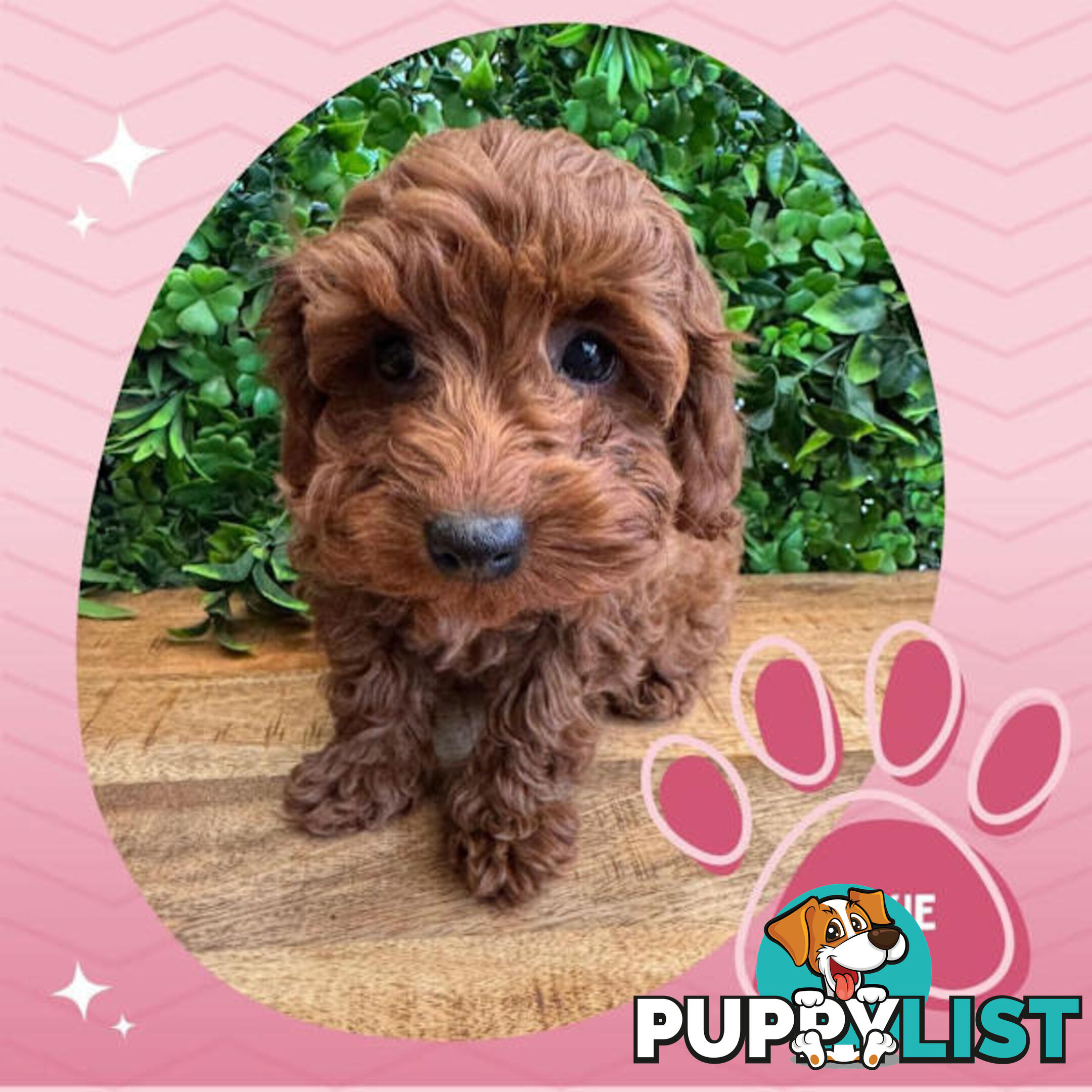 Last F1B Female Toy Cavoodle Pup Left!-- Croydon VIC 3136