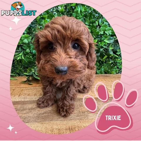 Last F1B Female Toy Cavoodle Pup Left!-- Croydon VIC 3136