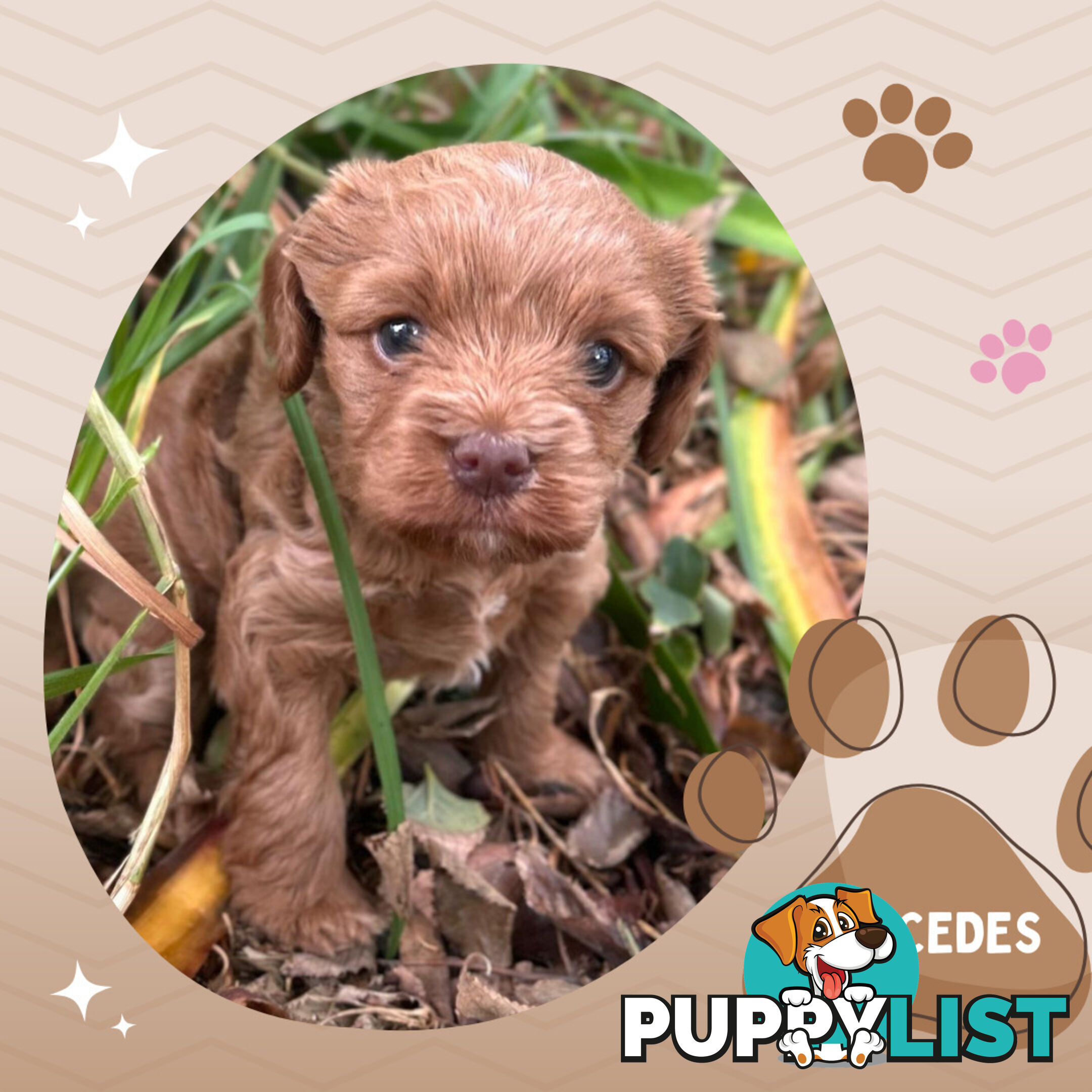 F1B Female Toy Cavoodle Pup DNA Clear - Available NOW!!! - Brighton East VIC 3187