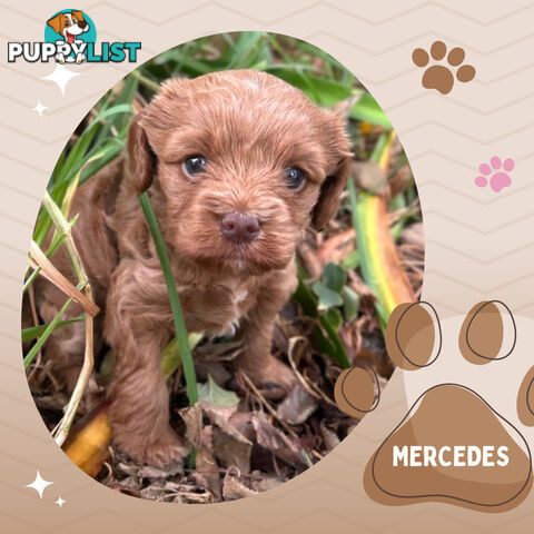 F1B Female Toy Cavoodle Pup DNA Clear - Available NOW!!! - Brighton East VIC 3187