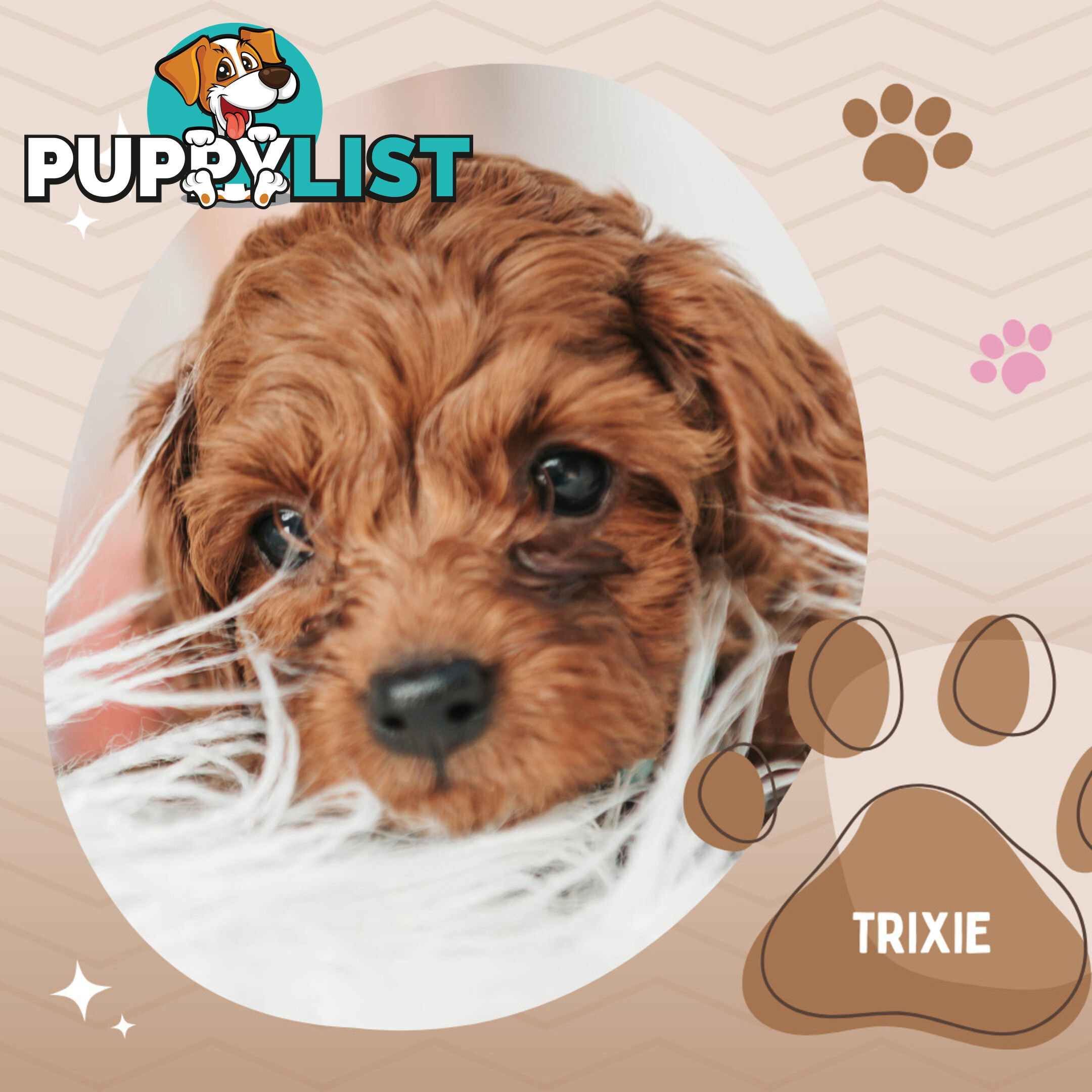 Last F1B Female Toy Cavoodle Pup Left!-- Croydon VIC 3136
