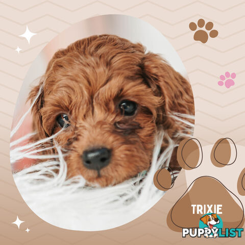 Last F1B Female Toy Cavoodle Pup Left!-- Croydon VIC 3136