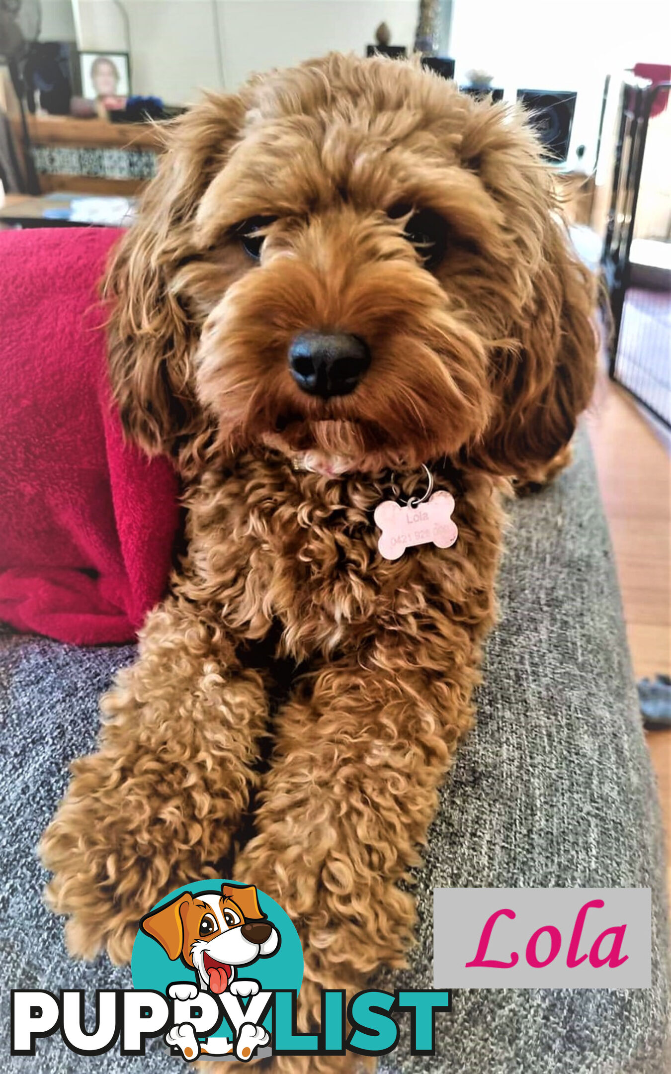 Only Boy  F1B Toy Cavoodle, Pup DNA Tested Breeders Health Guarantee- Mooroolbark VIC 3138