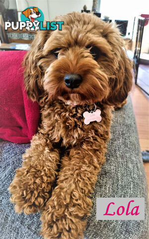 Only Boy  F1B Toy Cavoodle, Pup DNA Tested Breeders Health Guarantee- Mooroolbark VIC 3138