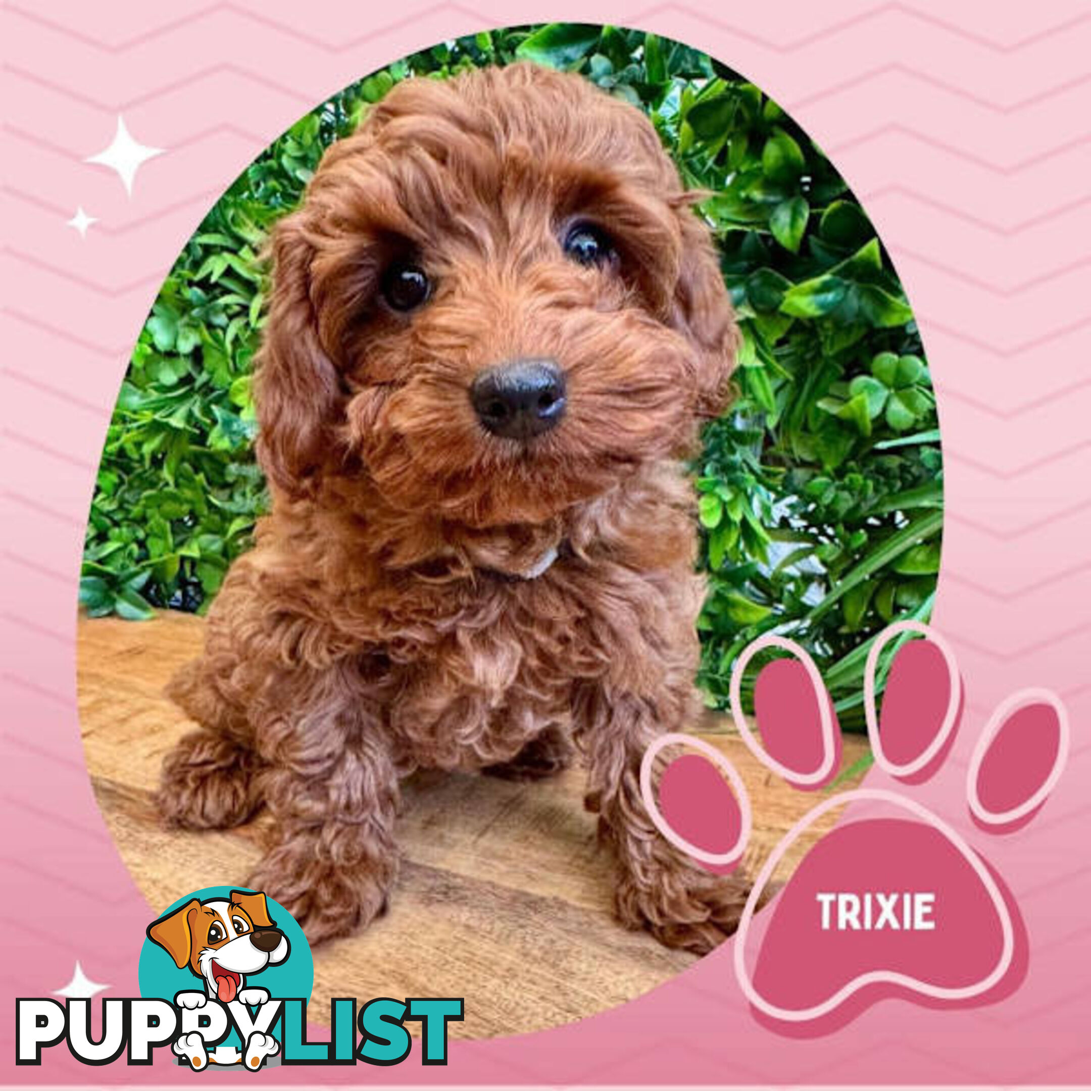 Last F1B Female Toy Cavoodle Pup Left!-- Croydon VIC 3136