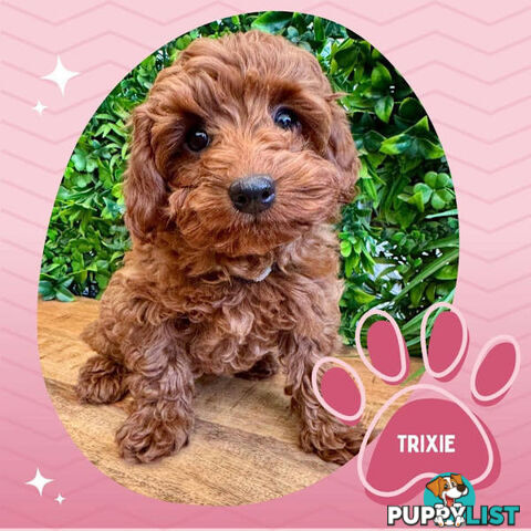 Last F1B Female Toy Cavoodle Pup Left!-- Croydon VIC 3136