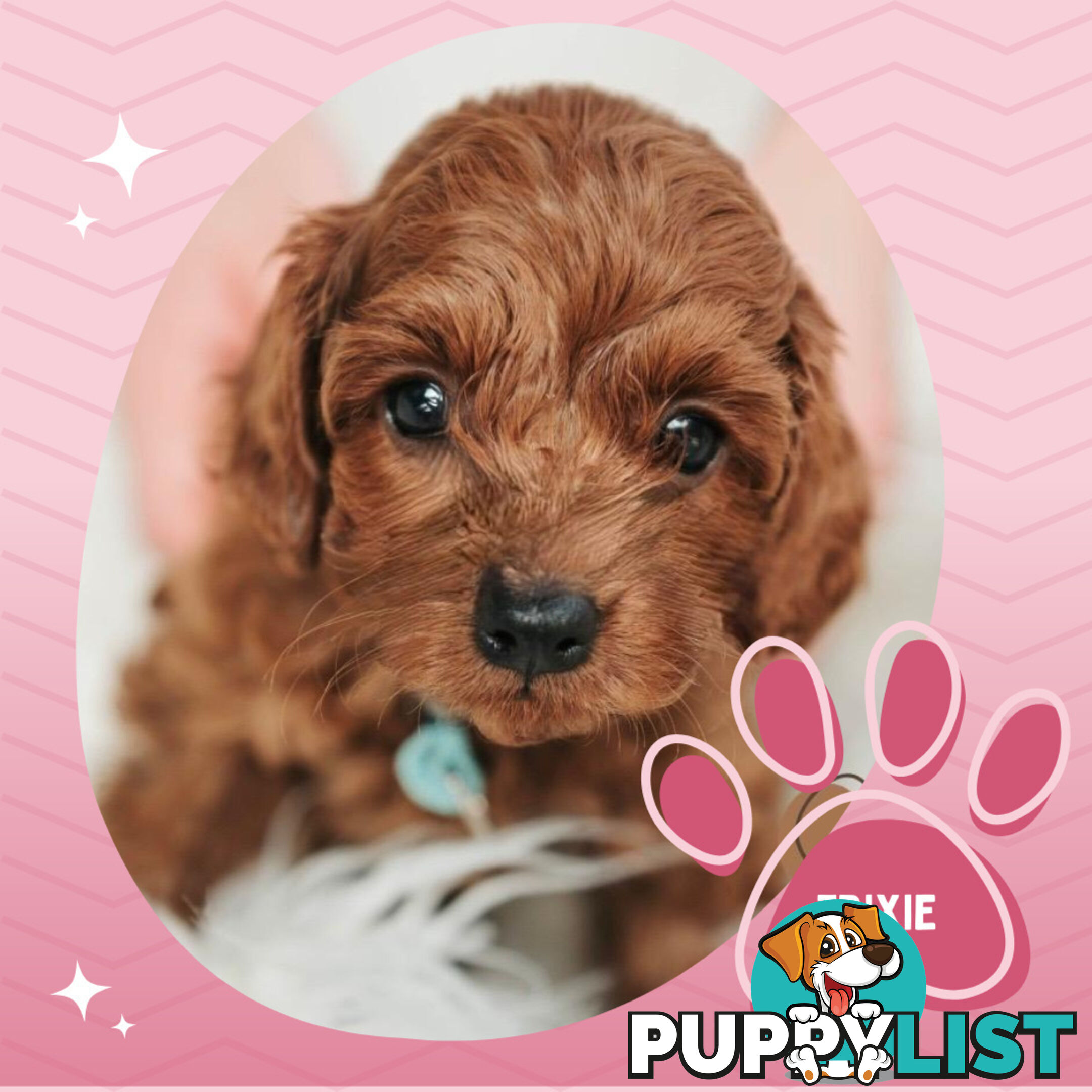 Last F1B Female Toy Cavoodle Pup Left!-- Croydon VIC 3136