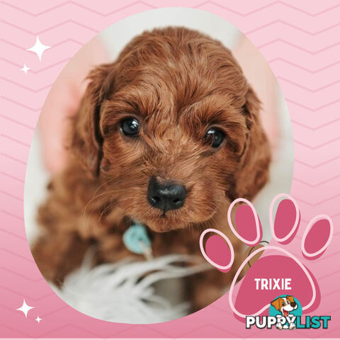 Last F1B Female Toy Cavoodle Pup Left!-- Croydon VIC 3136