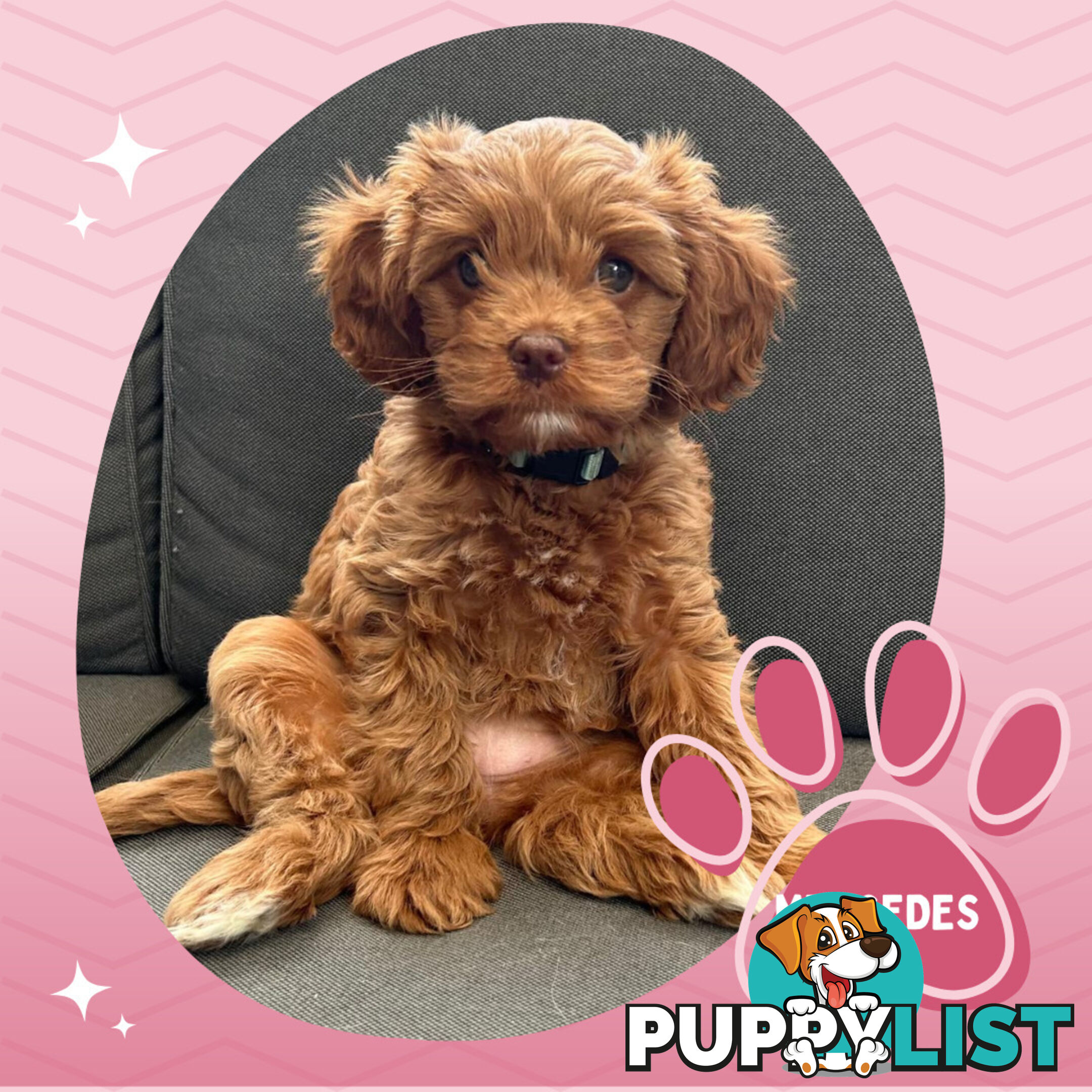 F1B Female Toy Cavoodle Pup DNA Clear - Available NOW!!! - Brighton East VIC 3187