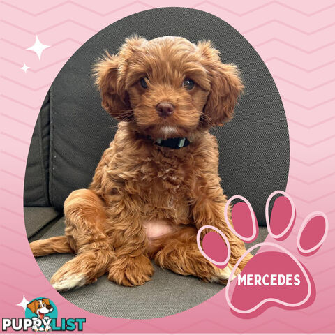 F1B Female Toy Cavoodle Pup DNA Clear - Available NOW!!! - Brighton East VIC 3187