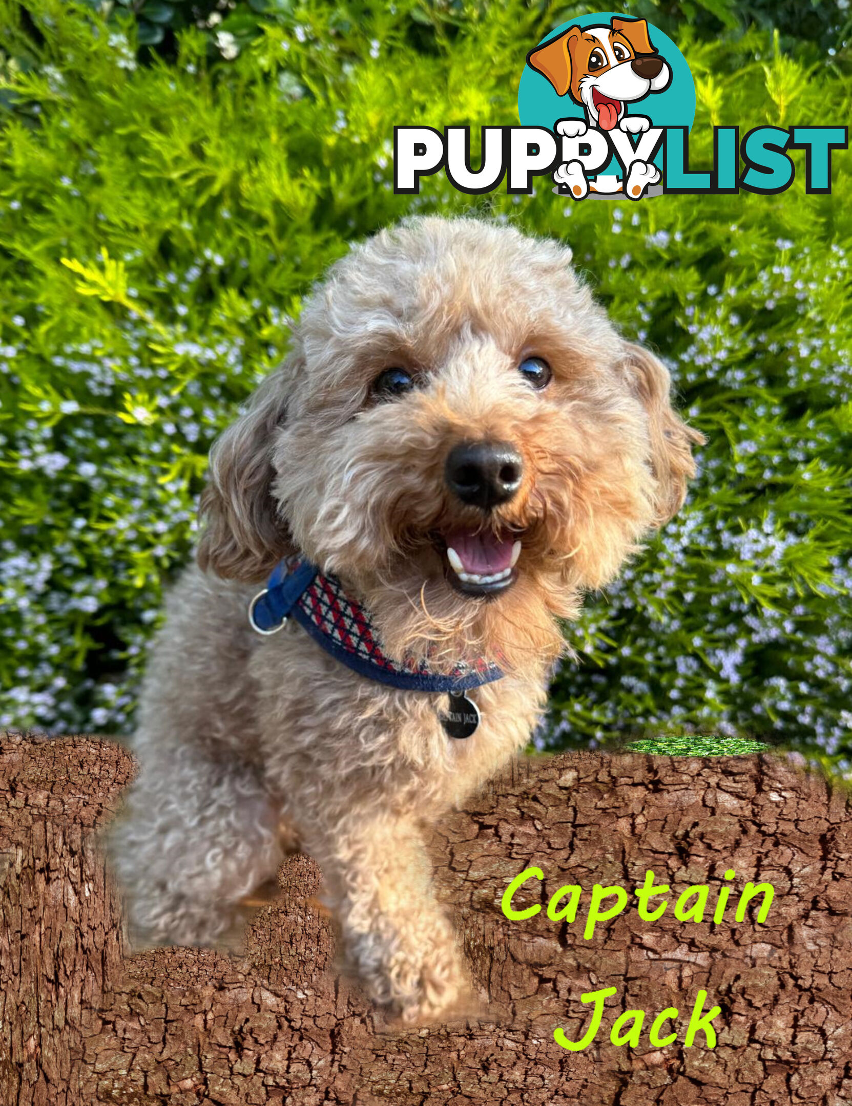 Only Boy  F1B Toy Cavoodle, Pup DNA Tested Breeders Health Guarantee- Mooroolbark VIC 3138