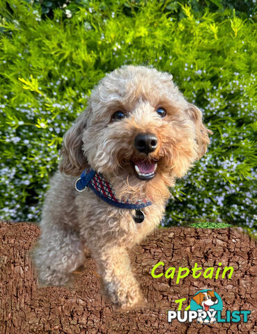 Only Boy  F1B Toy Cavoodle, Pup DNA Tested Breeders Health Guarantee- Mooroolbark VIC 3138