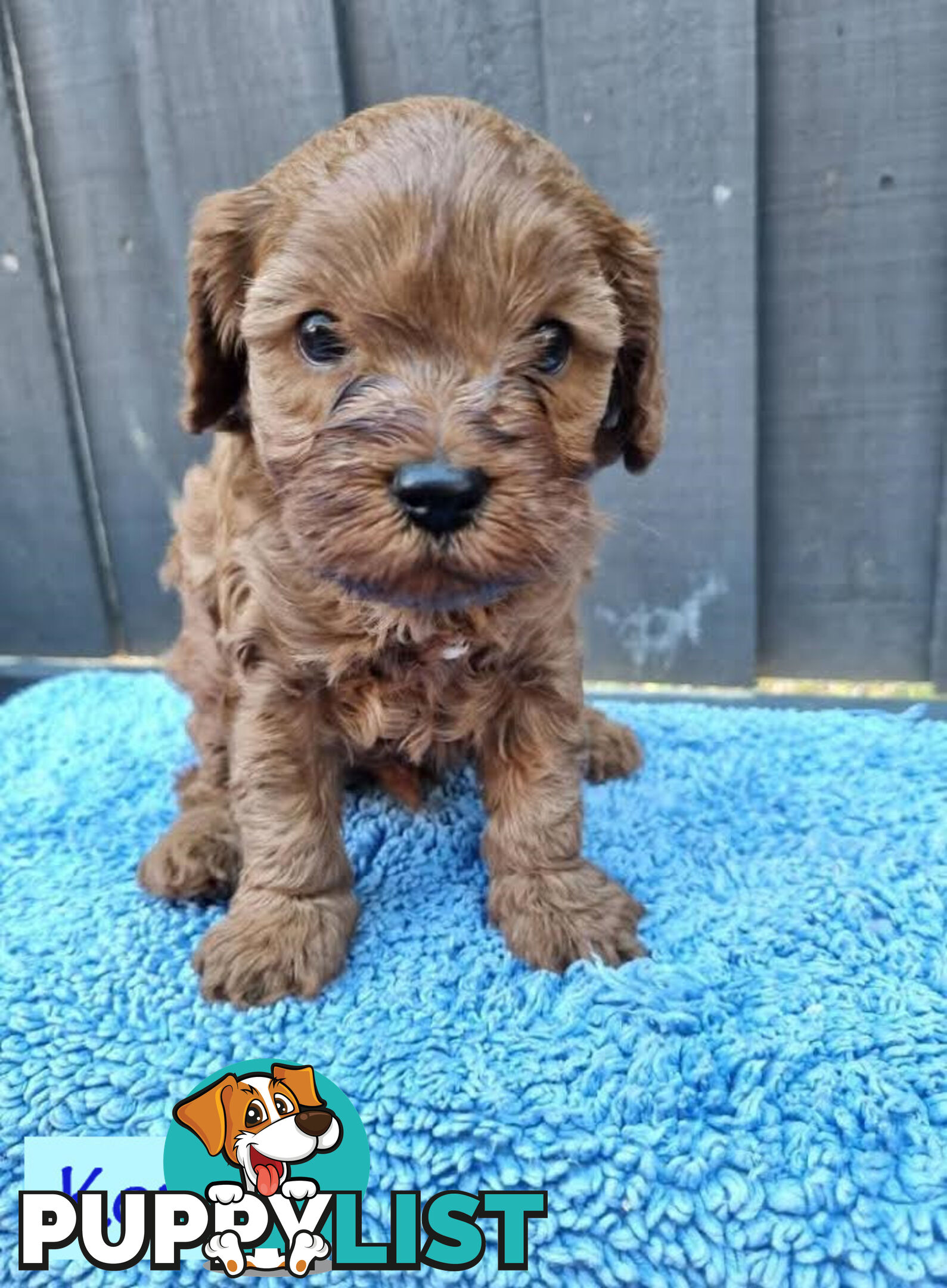 Only Boy  F1B Toy Cavoodle, Pup DNA Tested Breeders Health Guarantee- Mooroolbark VIC 3138