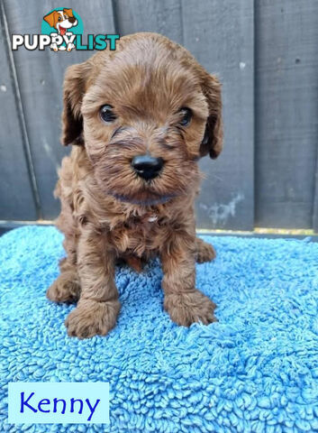 Only Boy  F1B Toy Cavoodle, Pup DNA Tested Breeders Health Guarantee- Mooroolbark VIC 3138