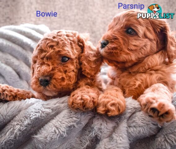 2nd Gen Cavoodle Puppies, Clear DNA, Armstrong Creek, Vic 3217