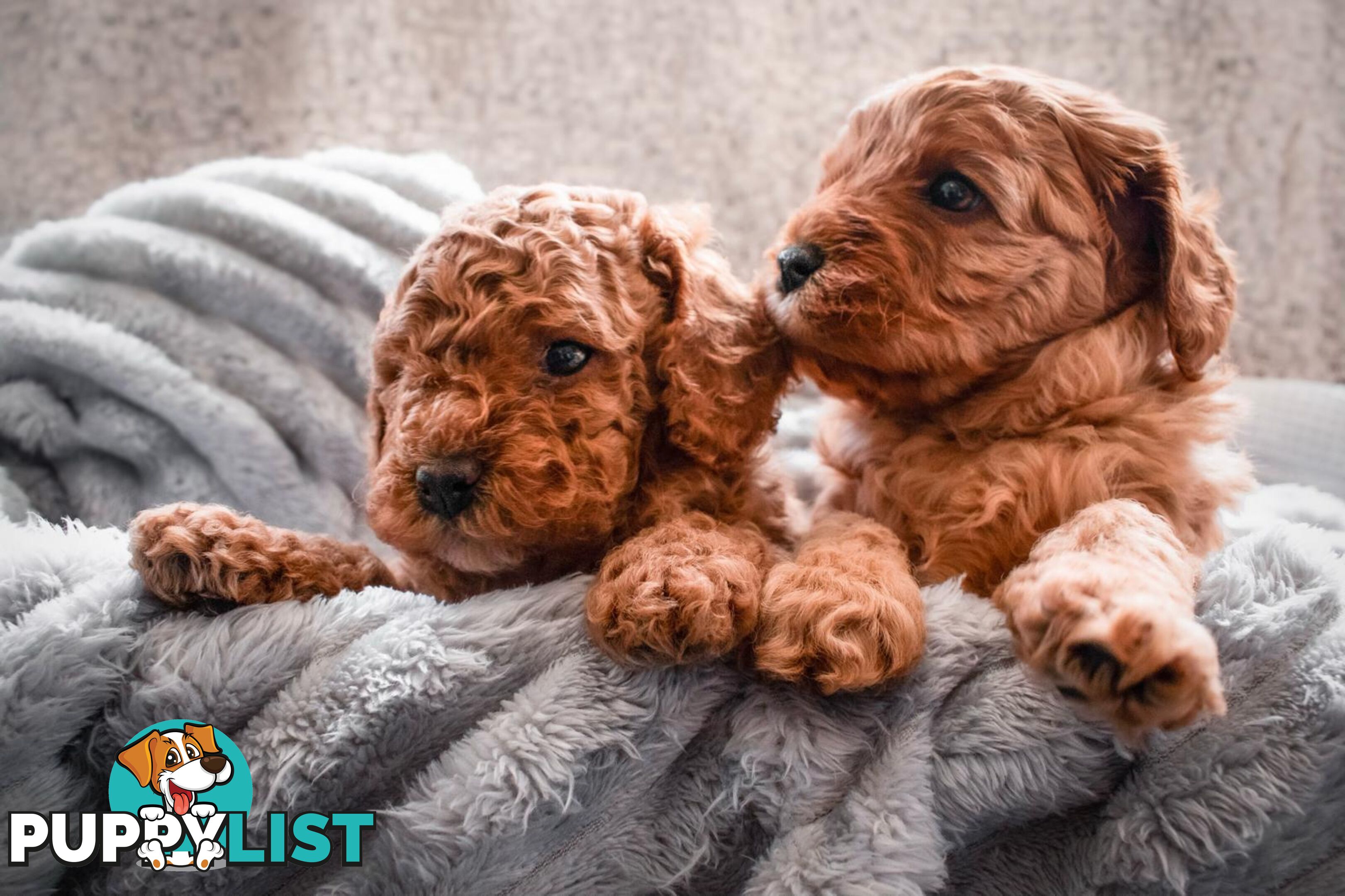 2nd Gen Cavoodle Puppies, Clear DNA, Armstrong Creek, Vic 3217