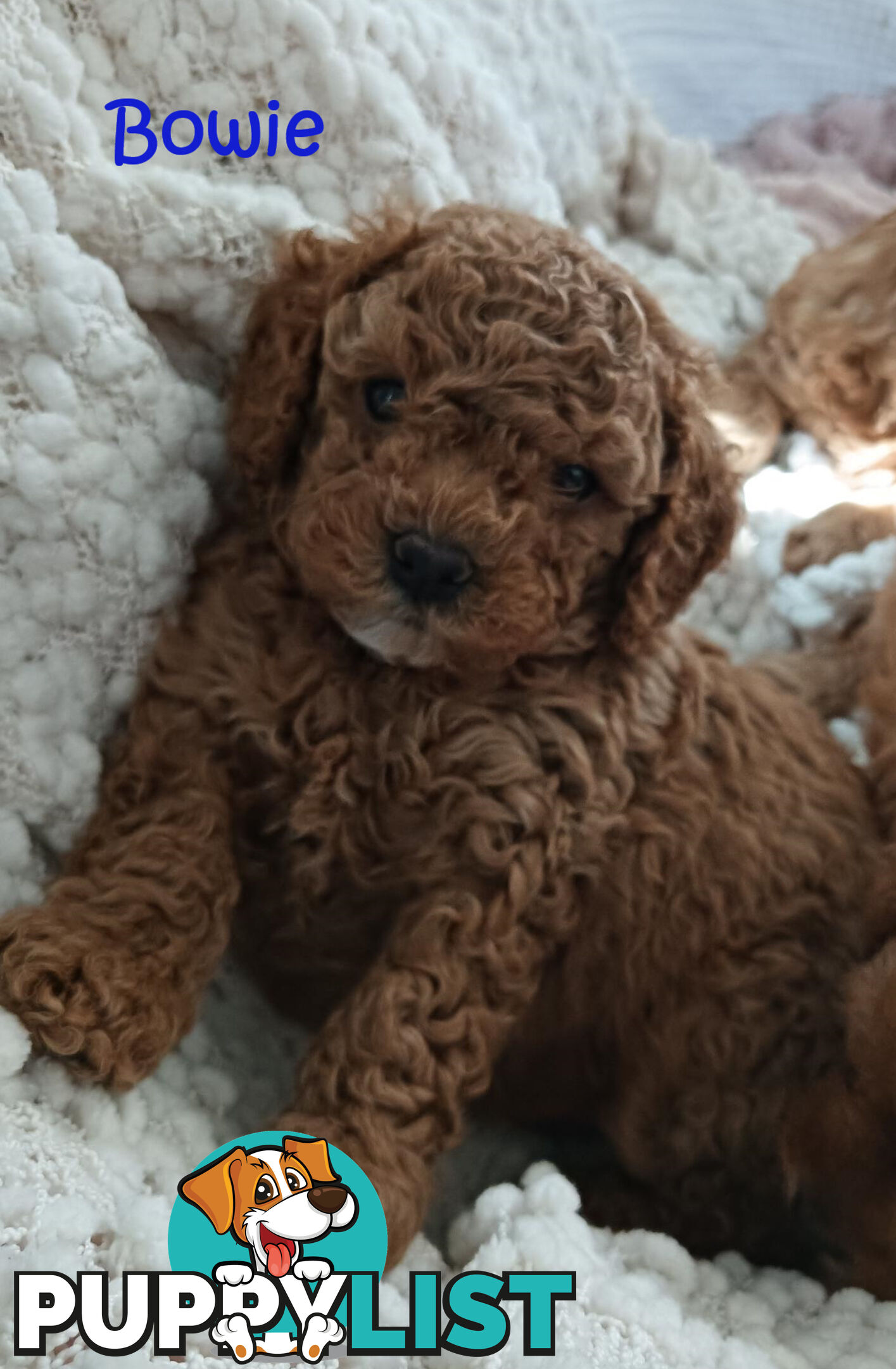 2nd Gen Cavoodle Puppies, Clear DNA, Armstrong Creek, Vic 3217