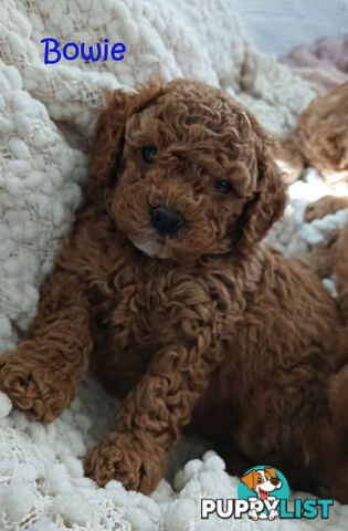 2nd Gen Cavoodle Puppies, Clear DNA, Armstrong Creek, Vic 3217