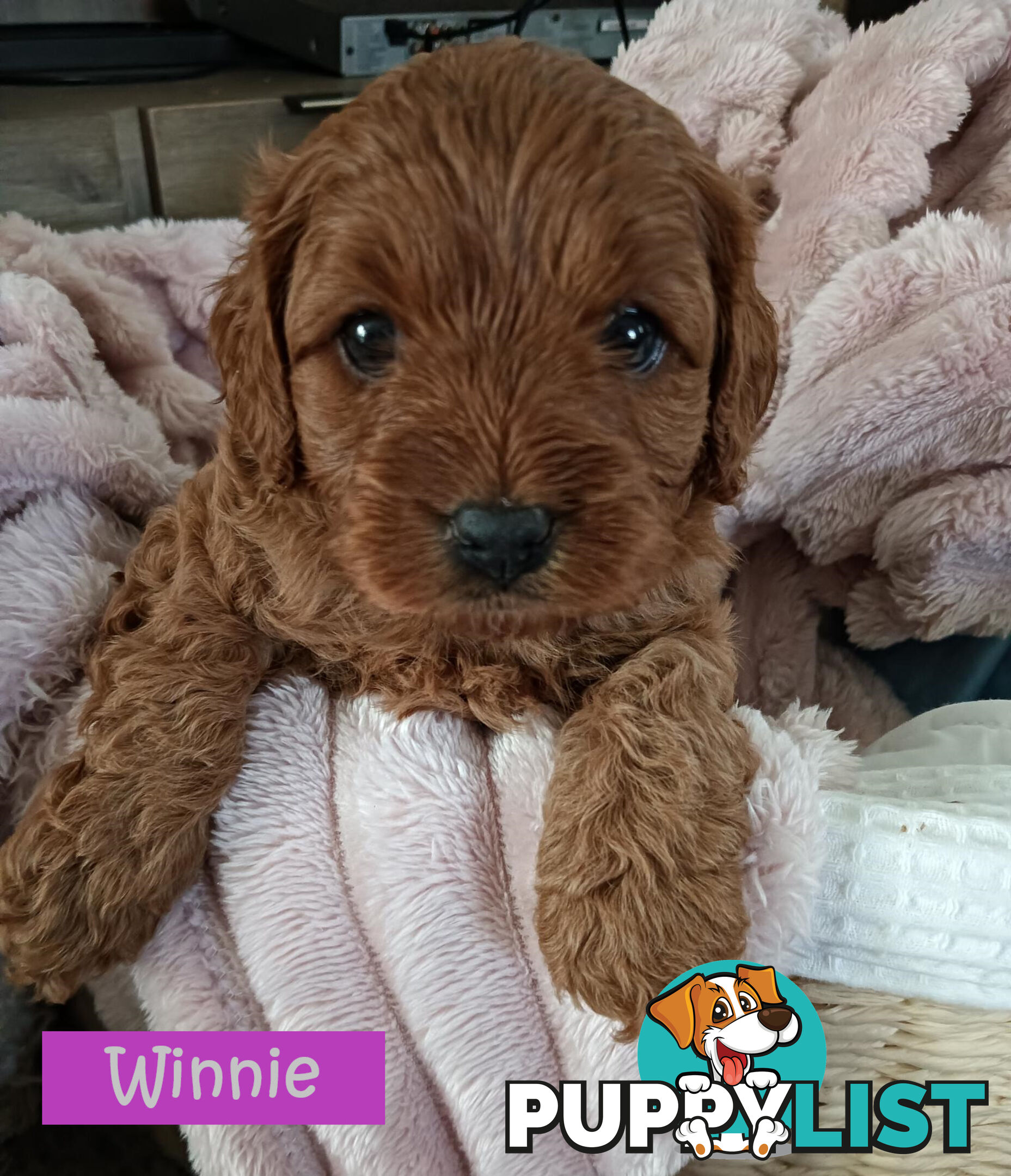 2nd Gen Cavoodle Puppies, Clear DNA, Armstrong Creek, Vic 3217